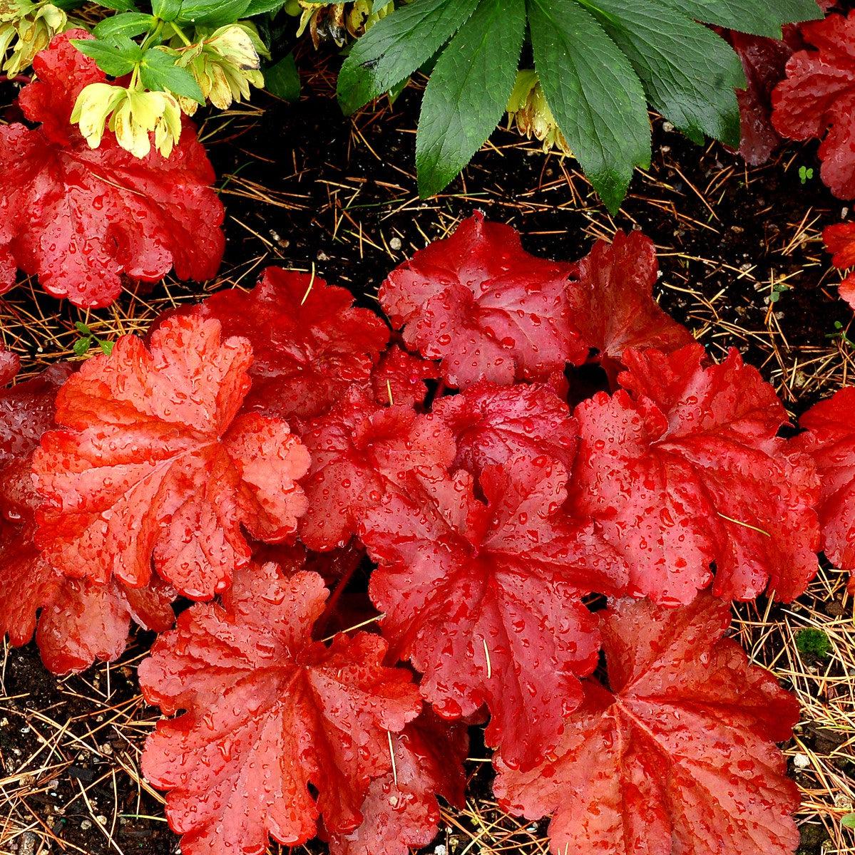 Heuchera x 'Fire Alarm' PP #24,525  - Fire Alarm Heuchera