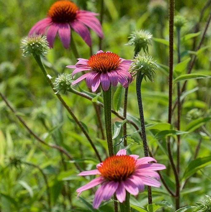 Echinacea purpurea  - Purple Coneflower