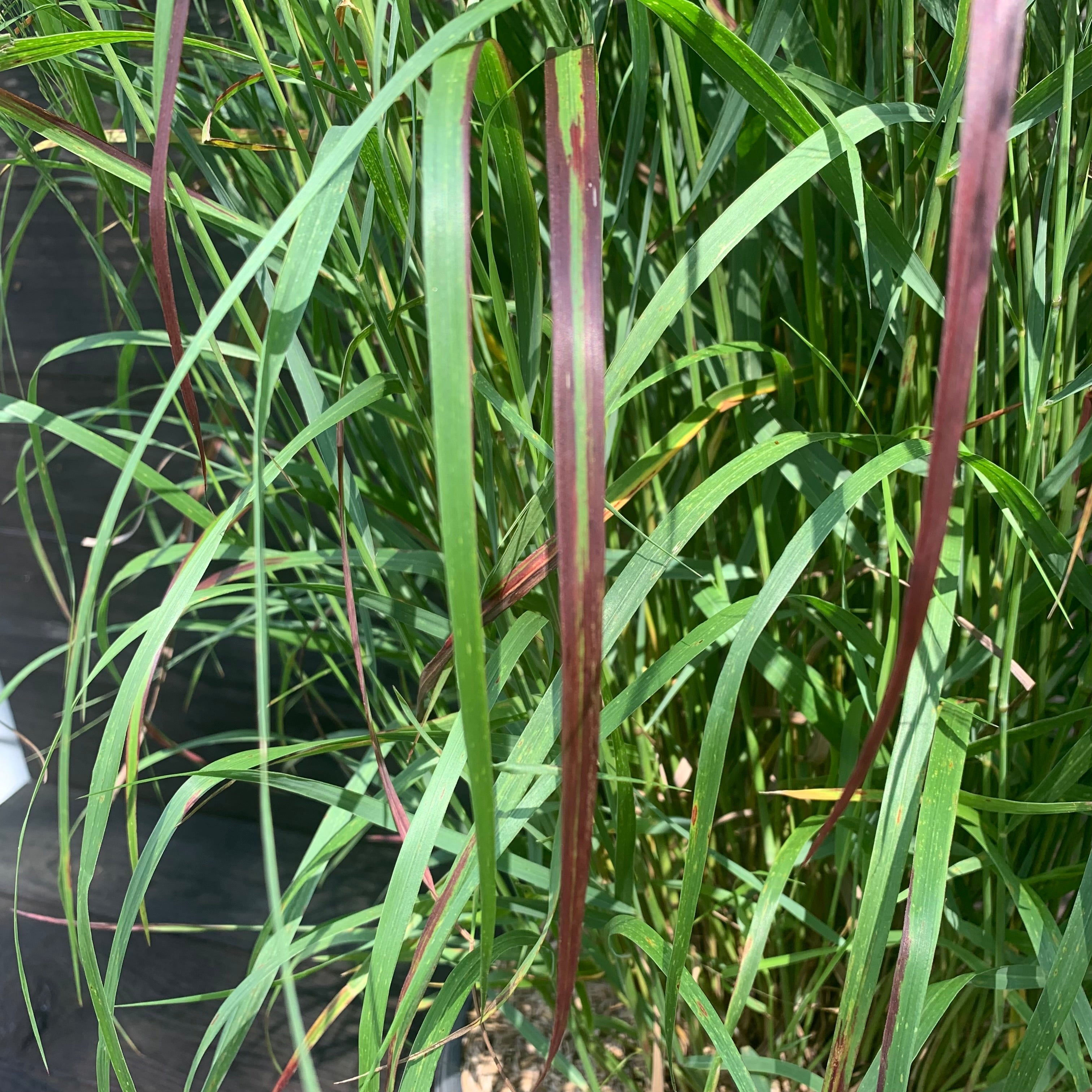 Panicum virgatum 'Shenandoah'  - Shenandoah Switch Grass