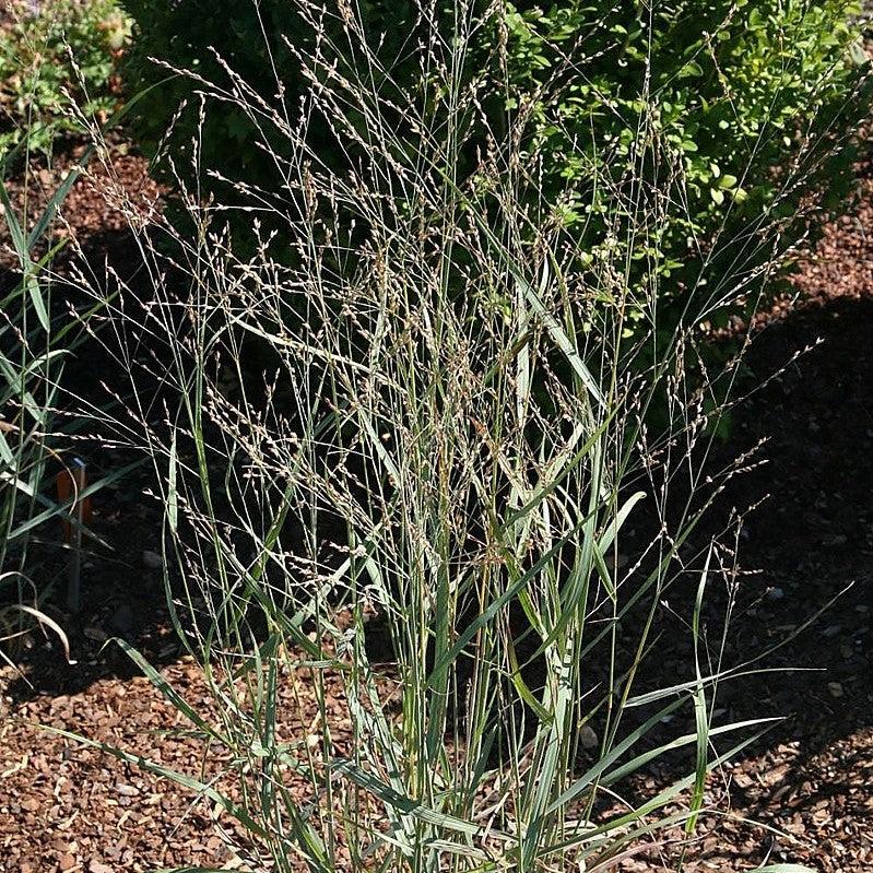 Panicum virgatum 'Heavy Metal'  - Heavy Metal Switch Grass