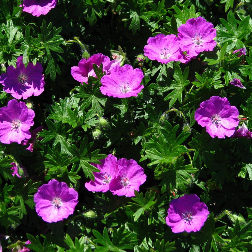 Geranium sanguineum 'Max Frei'  - Max Frei Bloody Cranesbill