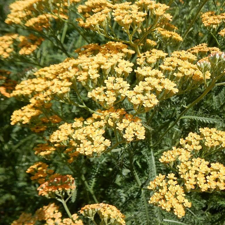 Achillea x 'Moonshine'  - Moonshine Yarrow