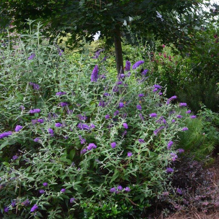 Buddleia davidii 'PIIBD-I' PP26,305  - First Editions® Groovy Grape™ Butterfly Bush