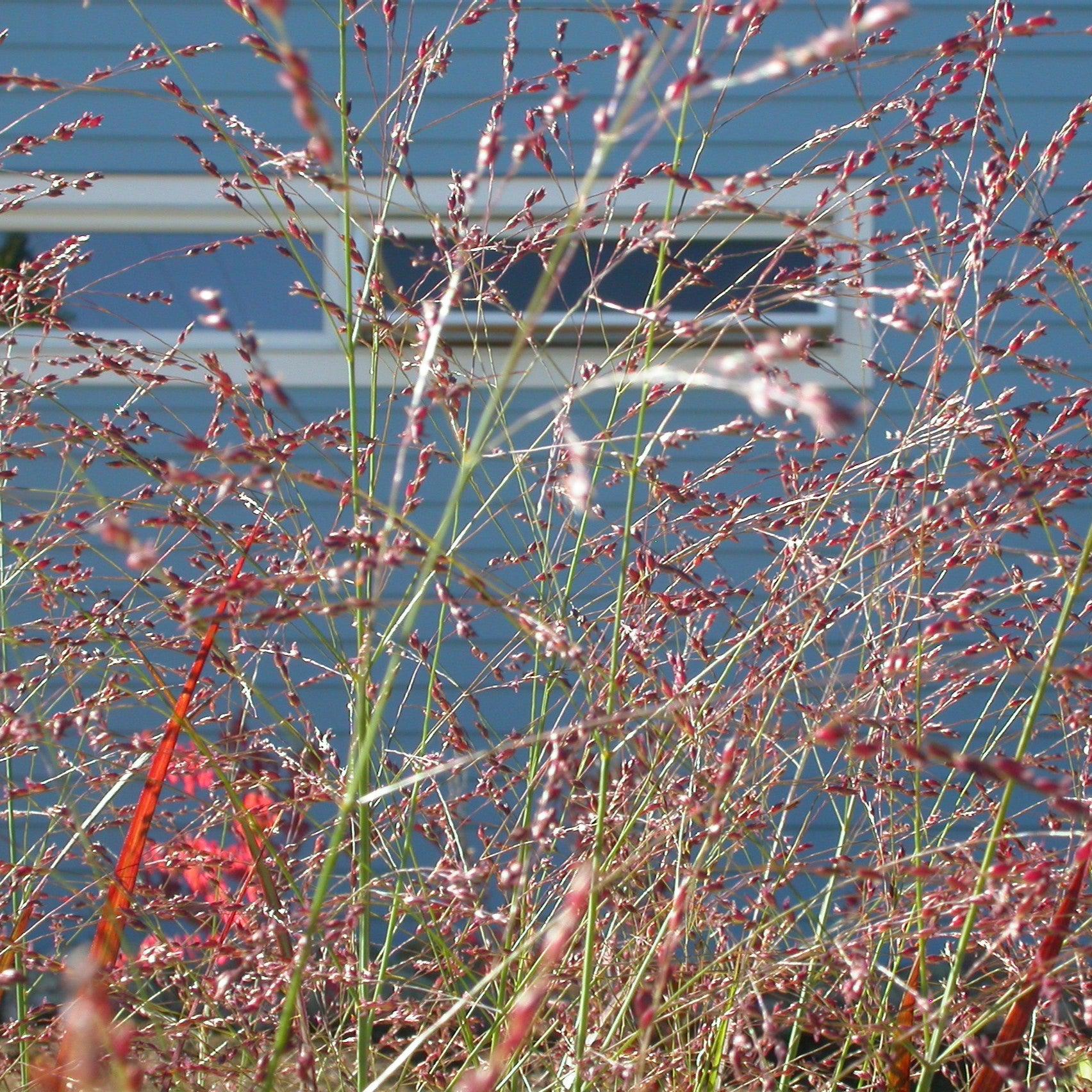 Panicum virgatum 'Red Flame'  - Red Flame Switch Grass