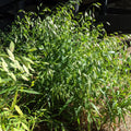 Chasmanthium latifolium  - River Oats, Inland Sea Oats