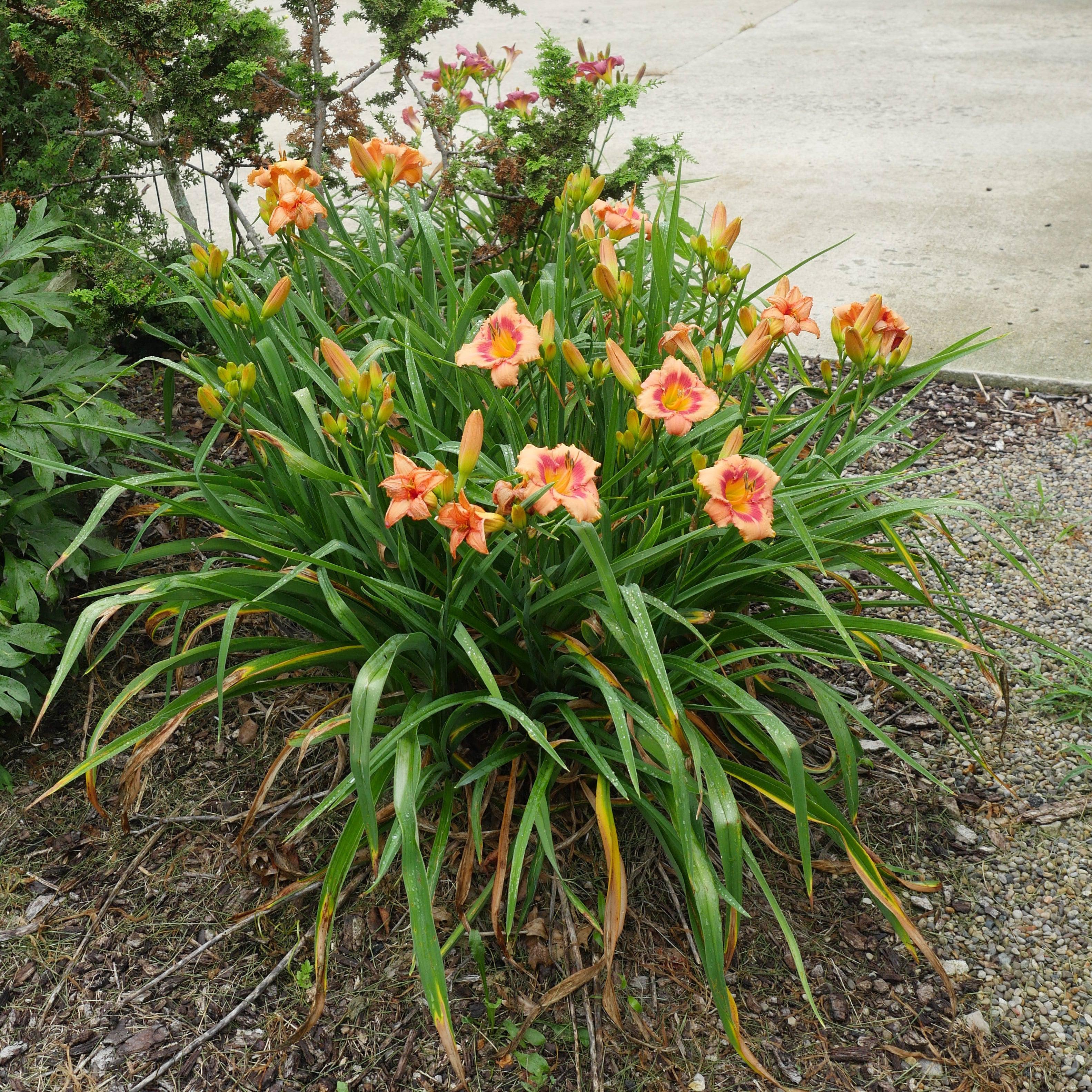 Hemerocallis 'Strawberry Candy'  - Strawberry Candy Daylily