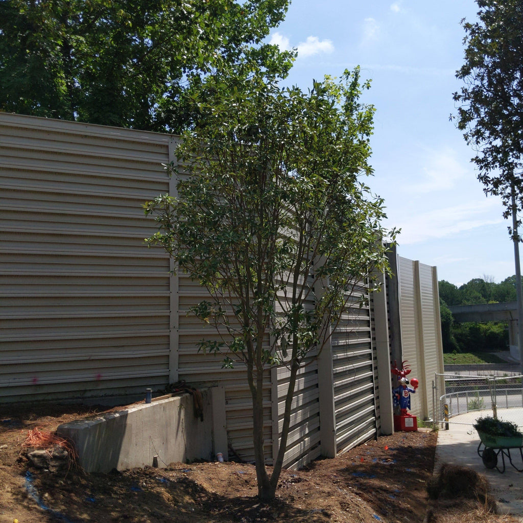 Magnolia virginiana 'Jim Wilson' PP12,065  - Moonglow® Sweet Bay Magnolia