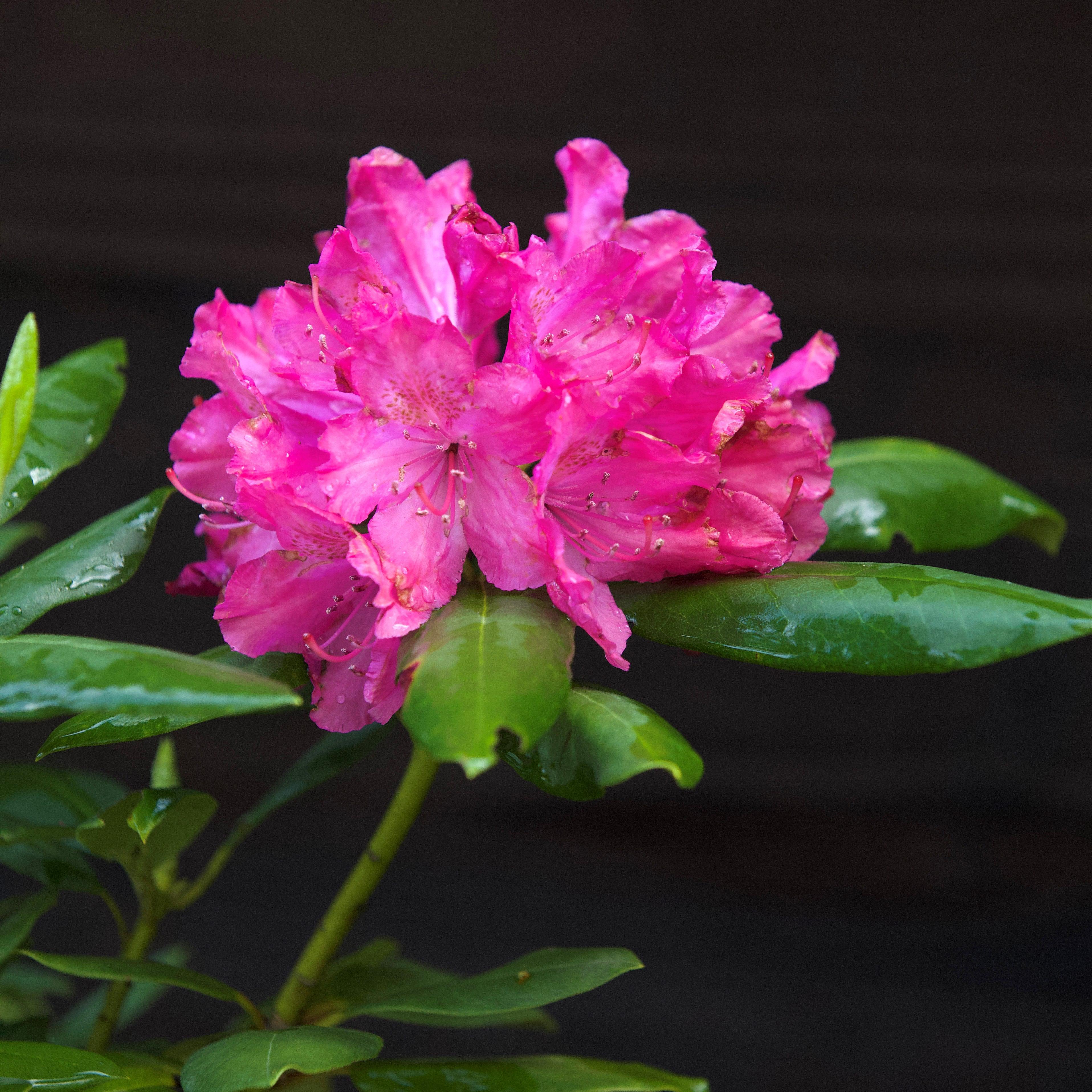 Rhododendron maximum 'Roseum'  - Pink Rosebay Rhododendron