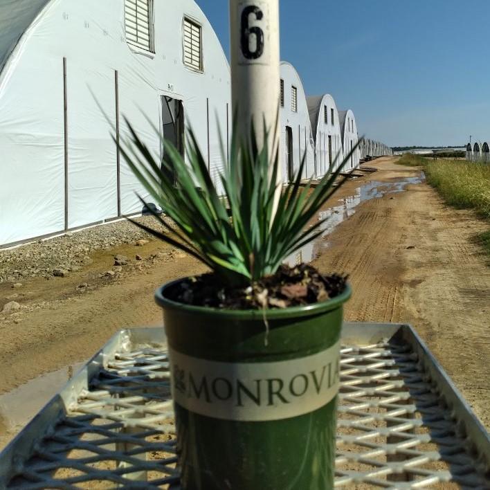 Sisyrinchium angustifolium 'Lucerne'  - Lucerne Blue-Eyed Grass