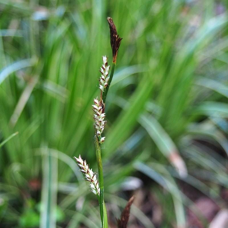 Carex morrowii 'Ice Dance'  - Ice Dance Sedge
