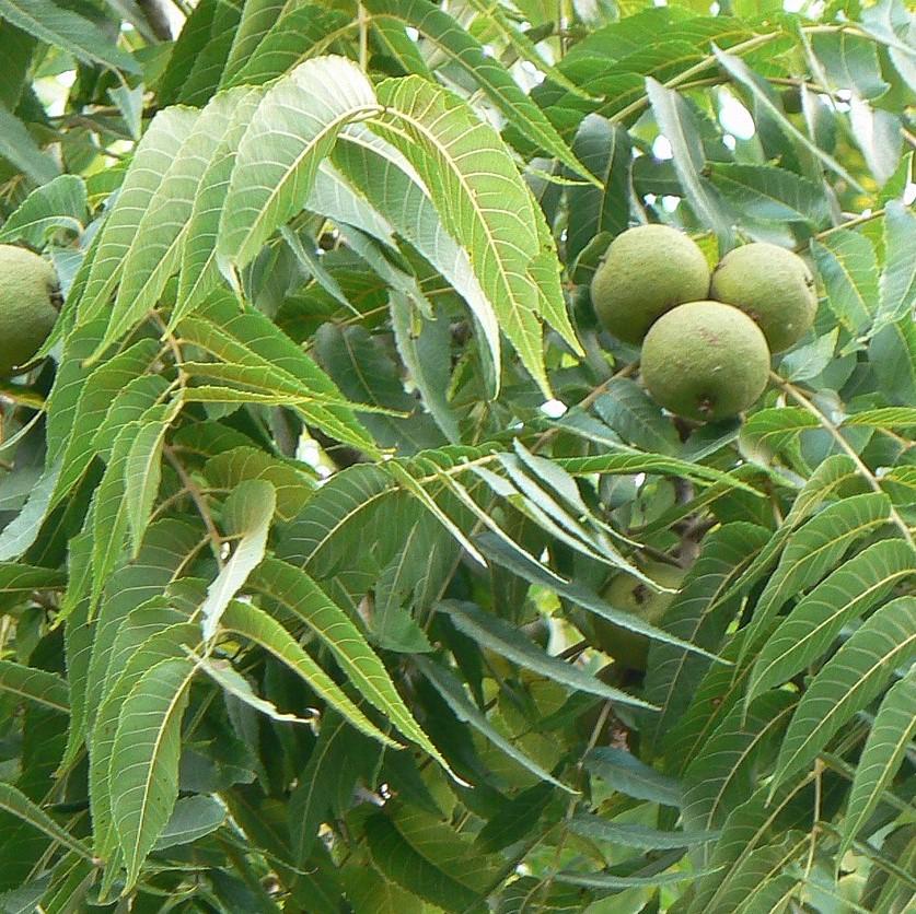 Juglans nigra  - Black Walnut