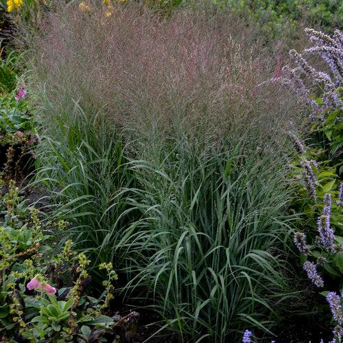 Panicum virgatum 'Apache Rose' PP29142  - Prairie Winds® Apache Rose Switch Grass