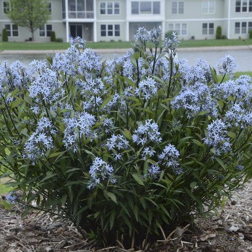 Amsonia tabernaemontana 'Storm Cloud'  - Storm Cloud Blue Star