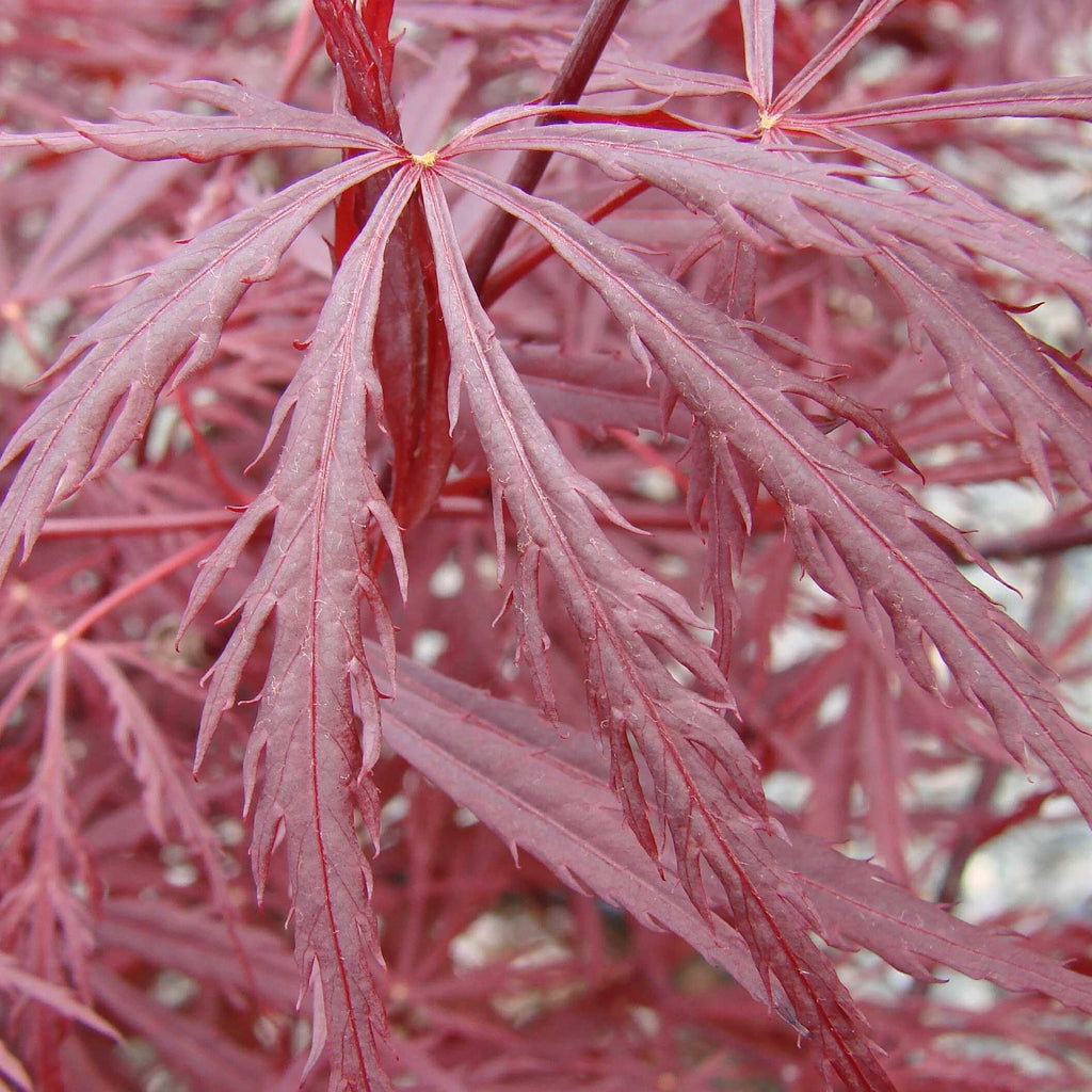 Acer palmatum var. dissectum 'Red Dragon'  - Red Dragon Japanese Maple