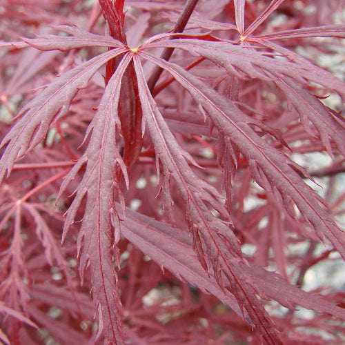 Acer palmatum var. dissectum 'Red Dragon'  - Red Dragon Japanese Maple