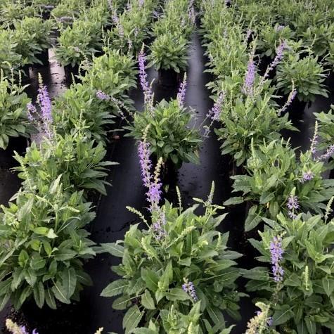 Salvia x sylvestris 'Mainacht’  - May Night Wood Sage