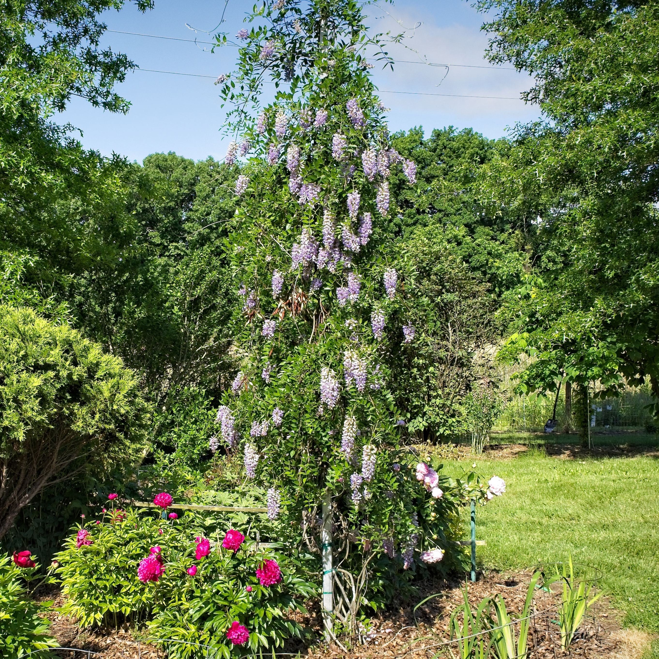Wisteria macrostachys 'Blue Moon'  - Blue Moon Wisteria