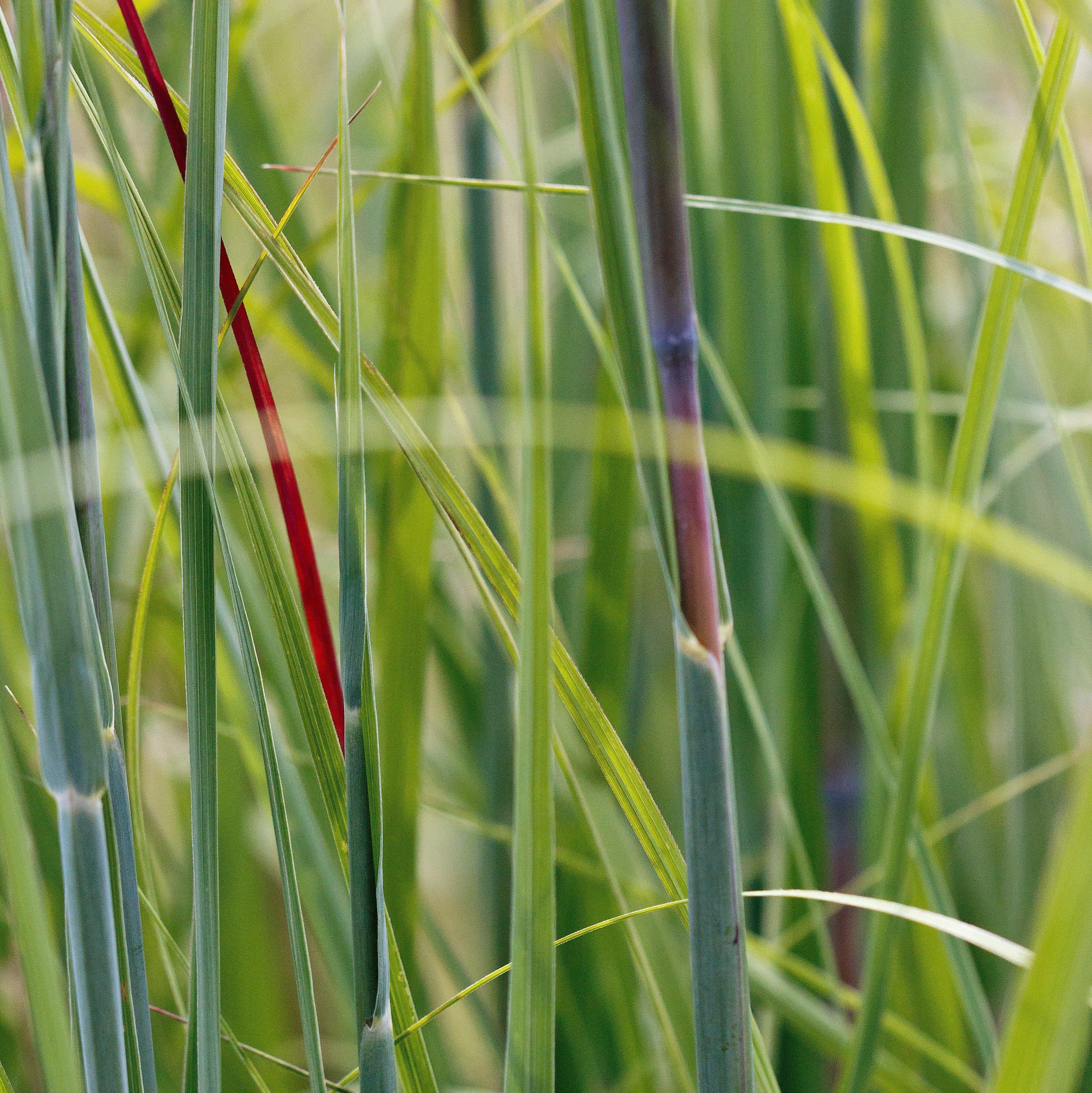 Andropogon gerardii 'Red October'  - Red October Big Bluestem